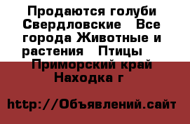 Продаются голуби Свердловские - Все города Животные и растения » Птицы   . Приморский край,Находка г.